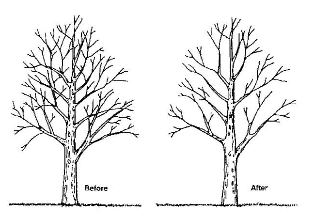 Illustration of tree crown thinning